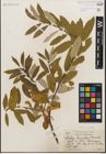 Foto von Salix humilis Marshall